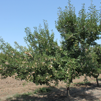 Growers recruited to plant, test new prune varieties