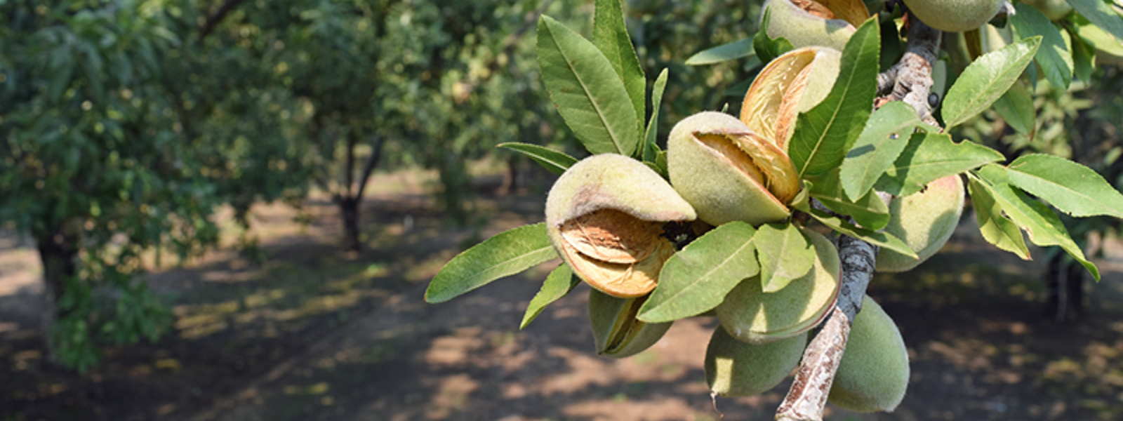 First finding of red leaf blotch in California almonds