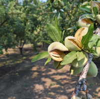 First finding of red leaf blotch in California almonds