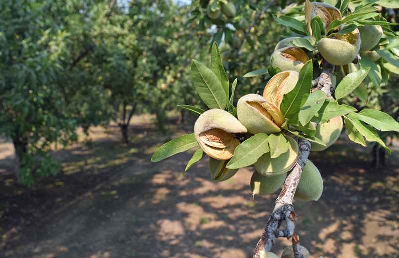 First finding of red leaf blotch in California almonds