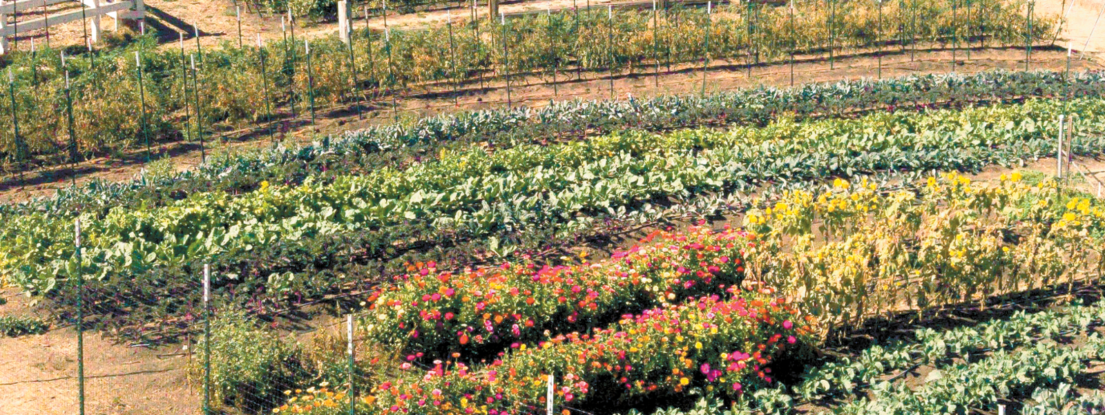 Farm-to-table restaurateur returns to farming roots