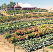 Farm-to-table restaurateur returns to farming roots