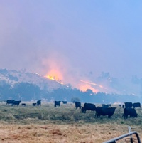 Commentary: Give thanks for the resilience of farmers and ranchers