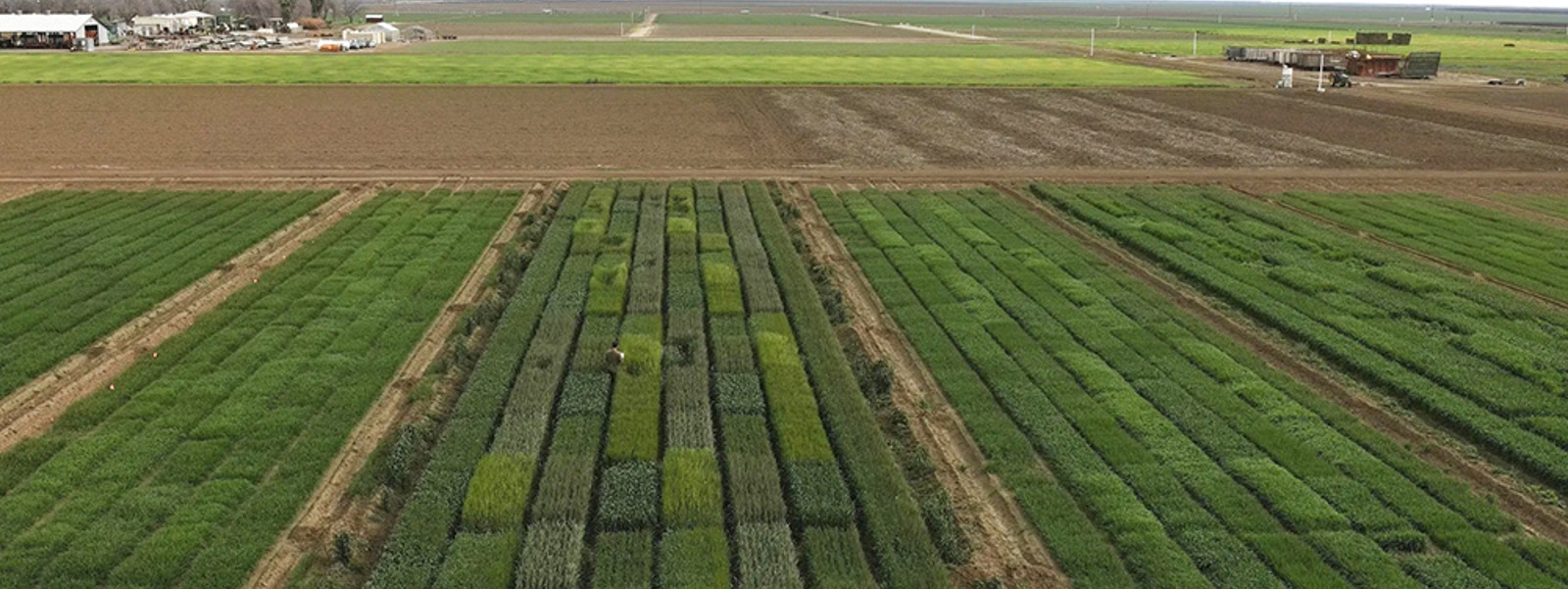Study: Maximize winter cereal yields with less water&nbsp;