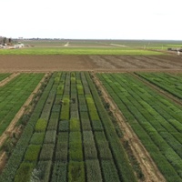 Study: Maximize winter cereal yields with less water 