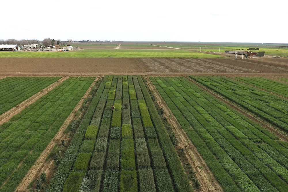 Study: Maximize winter cereal yields with less water 