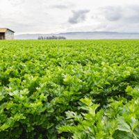 Water needs vary in vegetables for nitrogen uptake