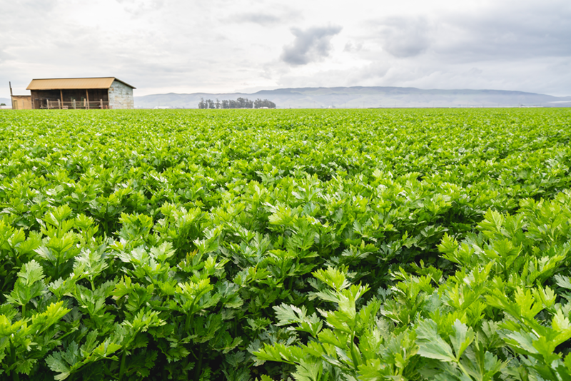 Water needs vary in vegetables for nitrogen uptake