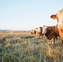 Nationwide News: Protect your herd from New World screwworm spread