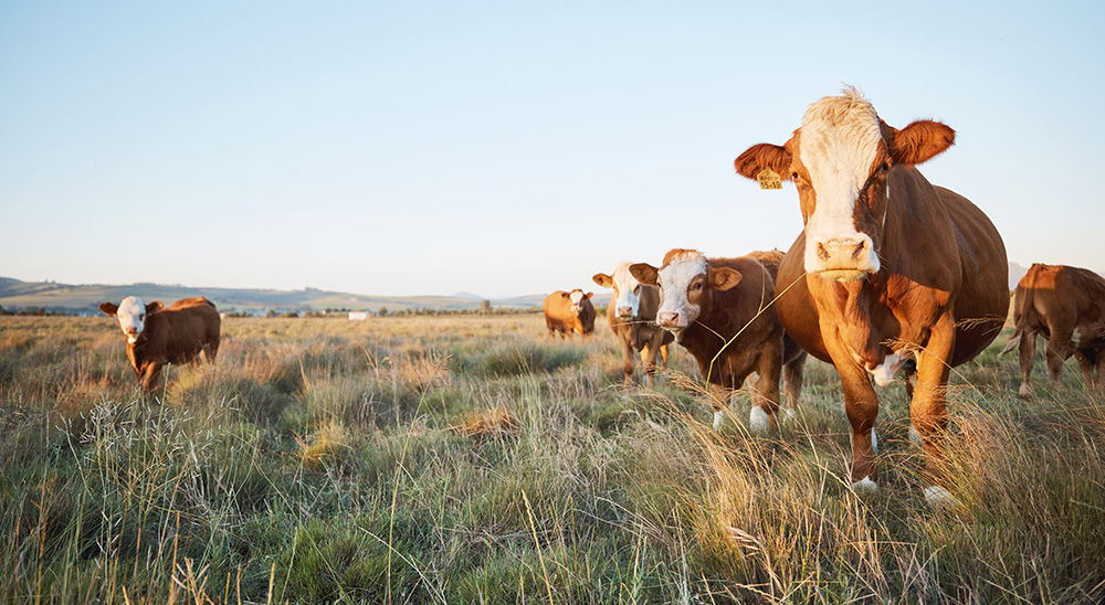Nationwide News: Protect your herd from New World screwworm spread