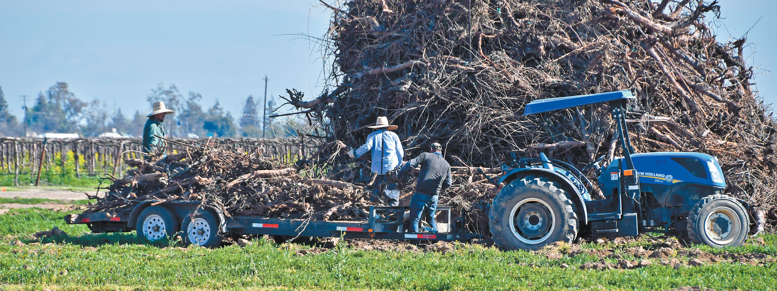 Growers seek burning option for diseased vineyards