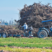 Growers seek burning option for diseased vineyards
