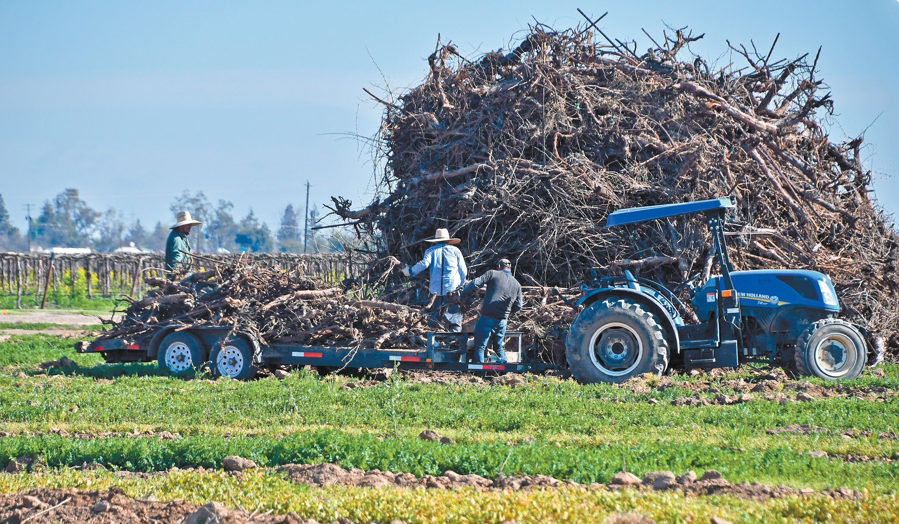 Growers seek burning option for diseased vineyards