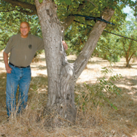 Increased demand helps organic walnuts