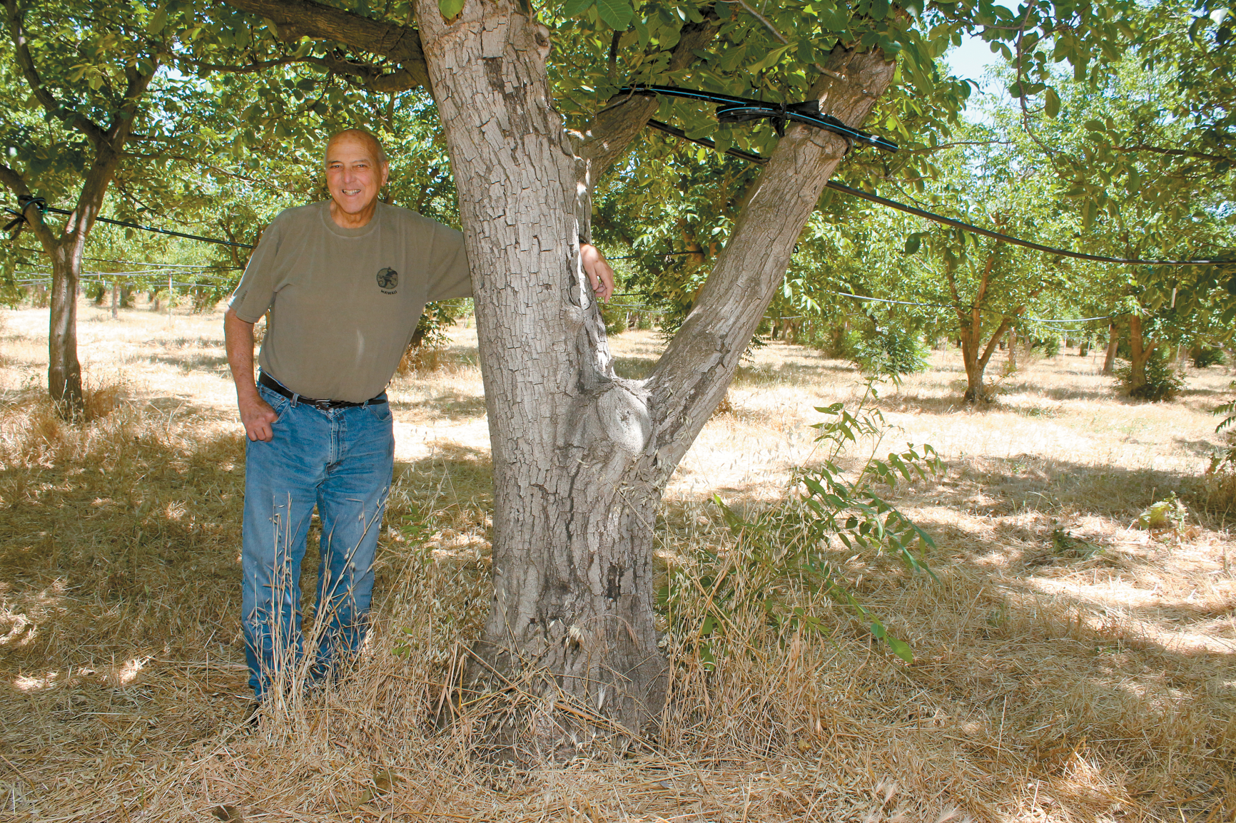 Increased demand helps organic walnuts