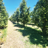 Borer pest in Lake County pear fruit 'mind-boggling'