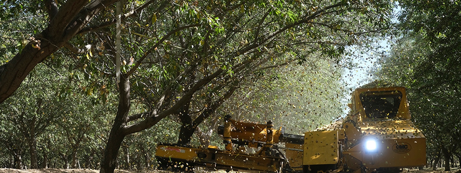 Big crop forecast shakes almond markets