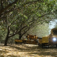 Big crop forecast shakes almond markets