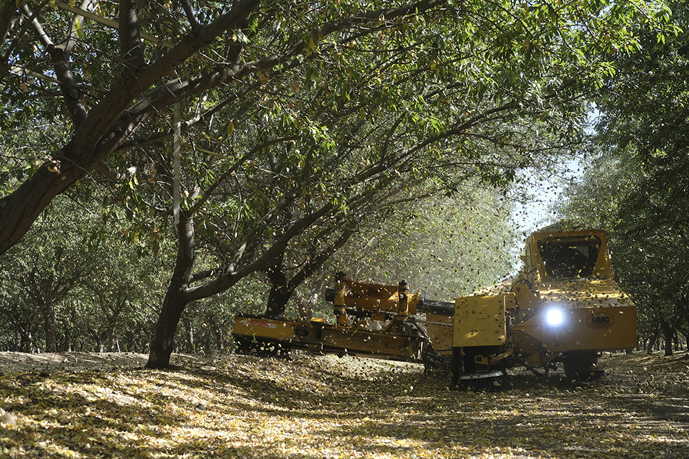 Big crop forecast shakes almond markets