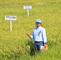 New specialty rice varieties close to approval stage