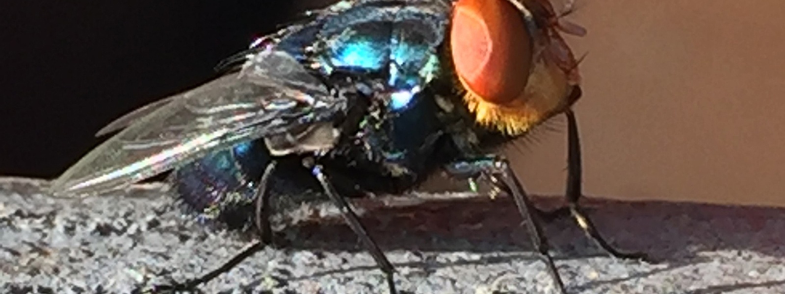 Southern California a focus in screwworm preparedness