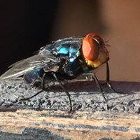 Southern California a focus in screwworm preparedness