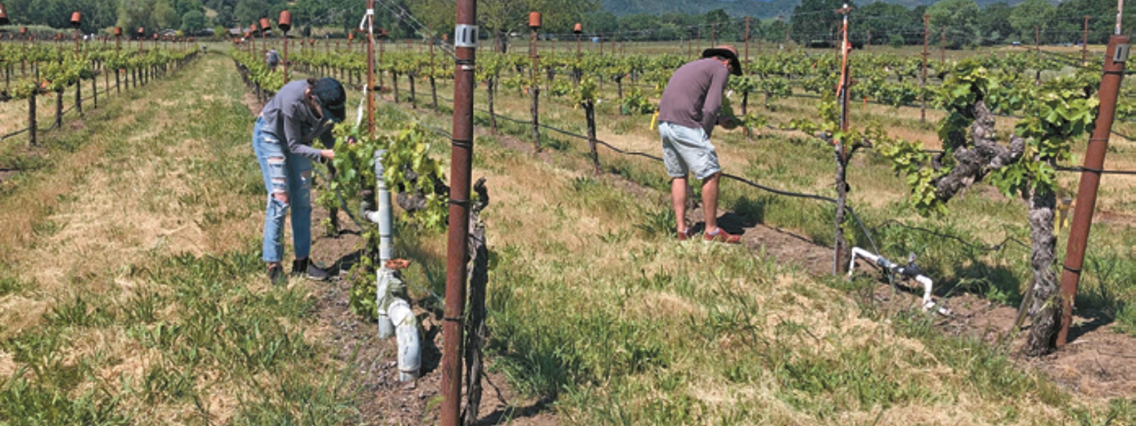 Project seeks clues to stop a deadly vineyard disease