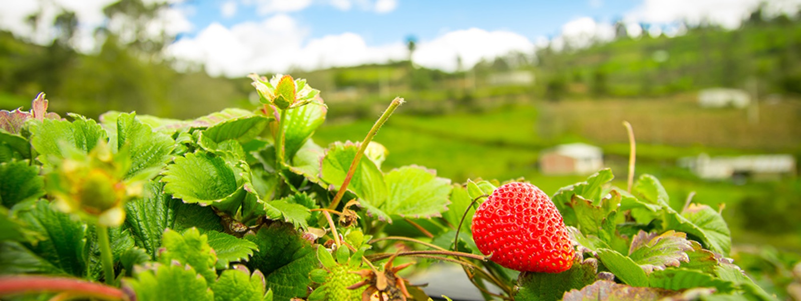 California Farm Bureau News Briefs