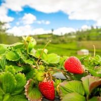 California Farm Bureau News Briefs