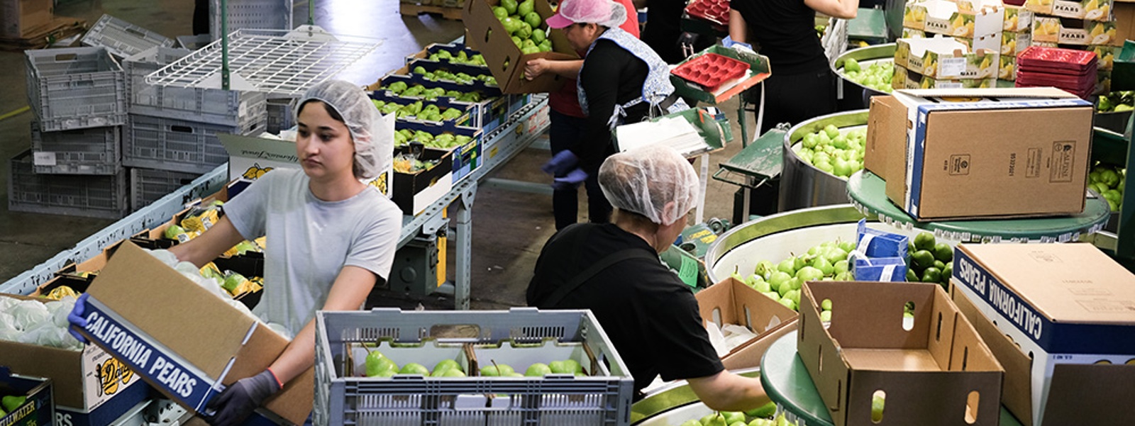 Early crop boosts prospects for California pear growers