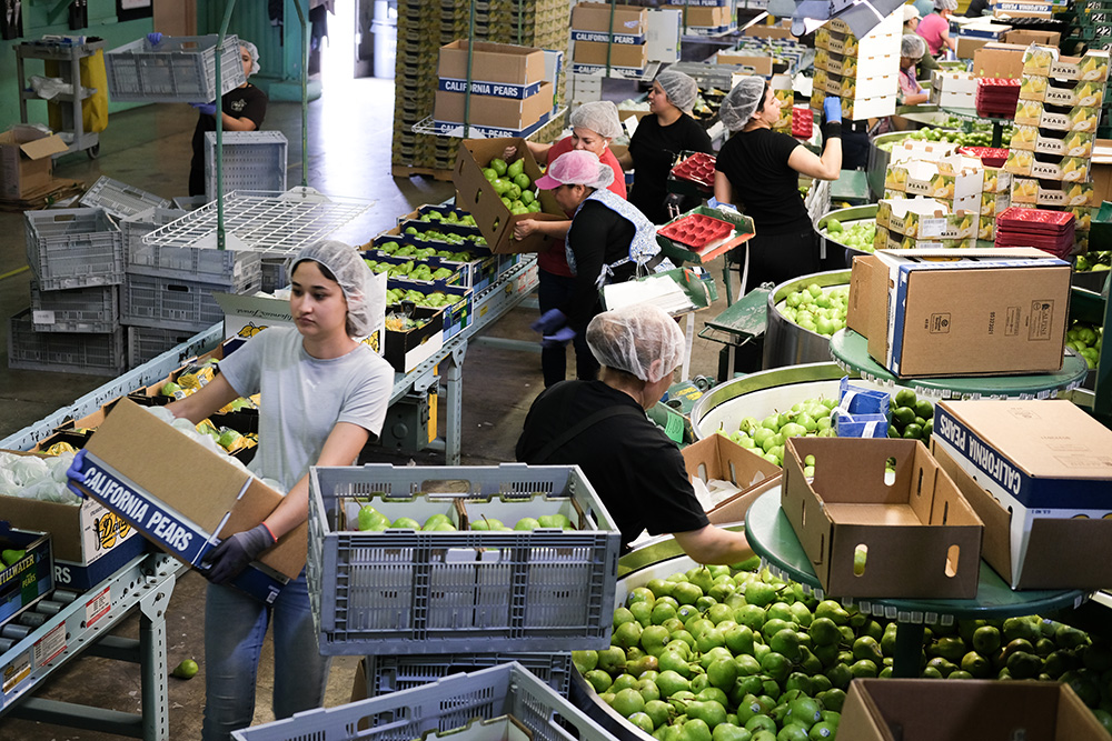 Early crop boosts prospects for California pear growers