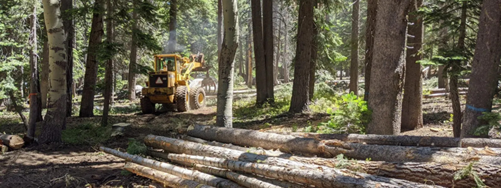 Commentary: Logging can protect forests, increase water supplies