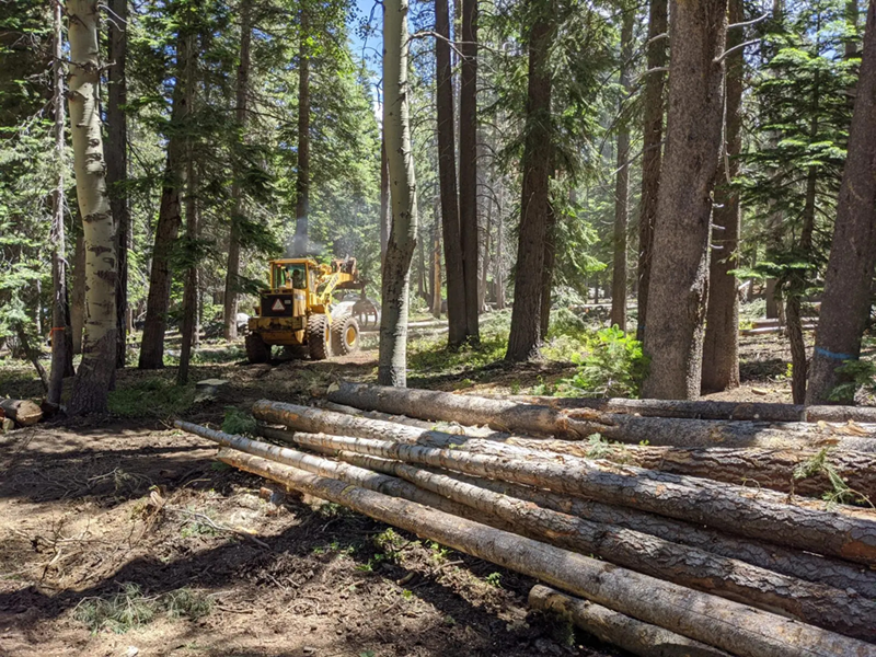 Commentary: Logging can protect forests, increase water supplies