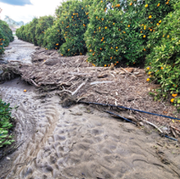 Tulare citrus farmers battle mud, debris