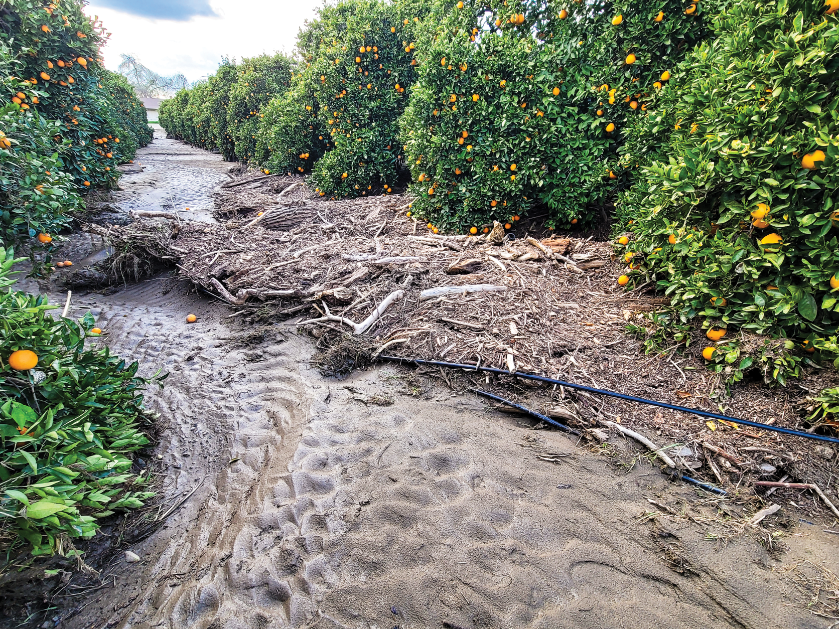 Tulare citrus farmers battle mud, debris
