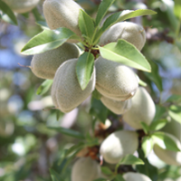 Crop survey signals larger state almond crop in 2024