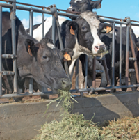 Avian flu probe continues as virus hits South State dairies 