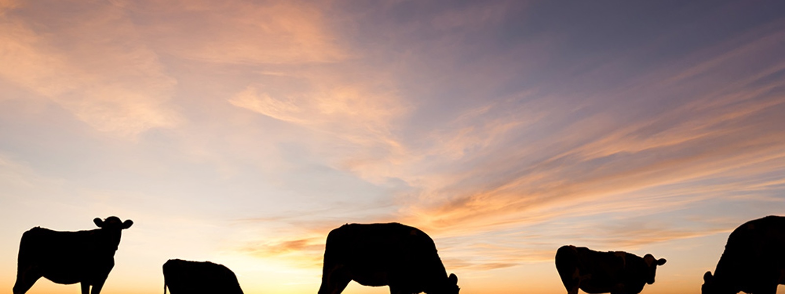 News Briefs: New World screwworm, endangered species, groundwater, annual meeting, prescribed fire