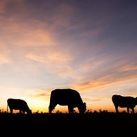 News Briefs: New World screwworm, endangered species, groundwater, annual meeting, prescribed fire