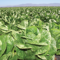 Breeding seeks to boost disease resistance in lettuce