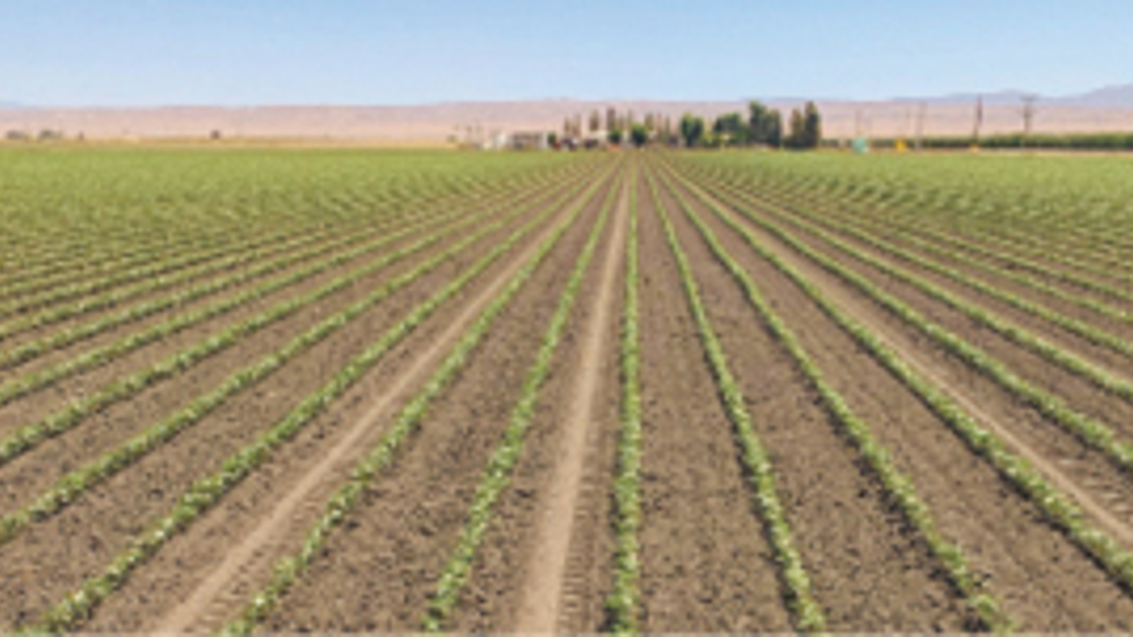 Water shortage limits more cotton acres as price surges