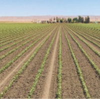 Water shortage limits more cotton acres as price surges