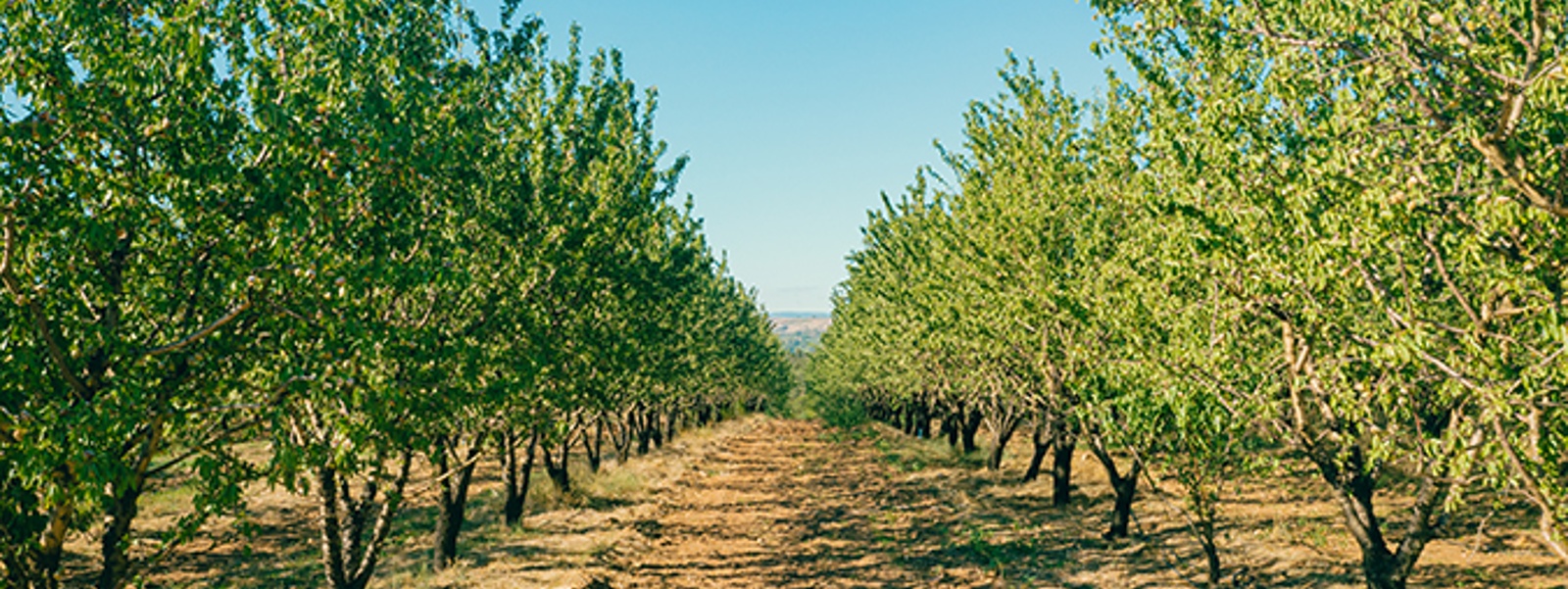 California Farm Bureau News Briefs: Walnuts, water