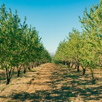 California Farm Bureau News Briefs: Walnuts, water