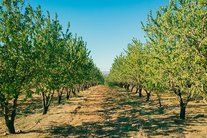 California Farm Bureau News Briefs: Walnuts, water