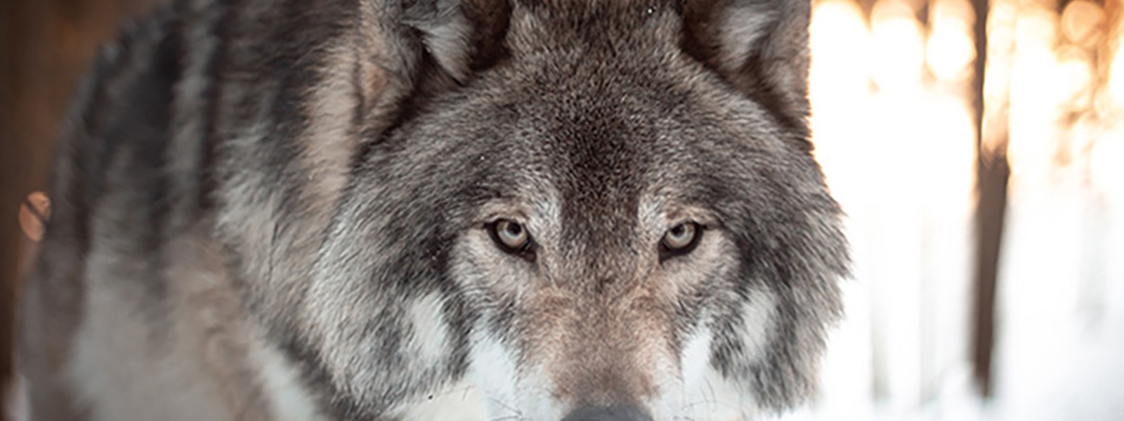 Advocacy in Action: Wolf rule repeal, safety rules and bird flu tests