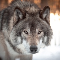 Advocacy in Action: Wolf rule repeal, safety rules and bird flu tests
