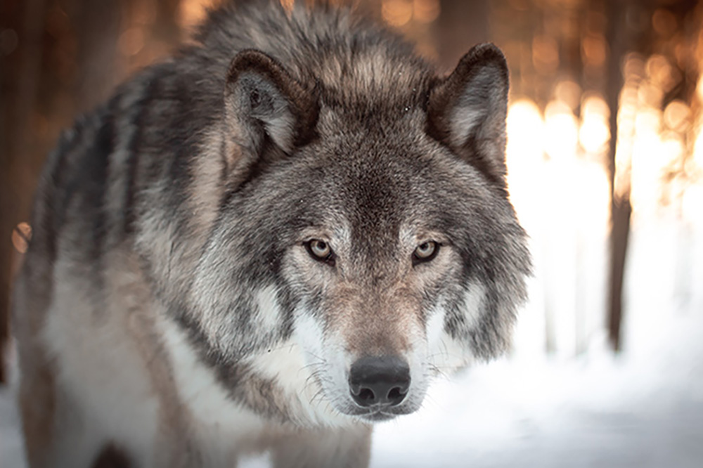 Advocacy in Action: Wolf rule repeal, safety rules and bird flu tests