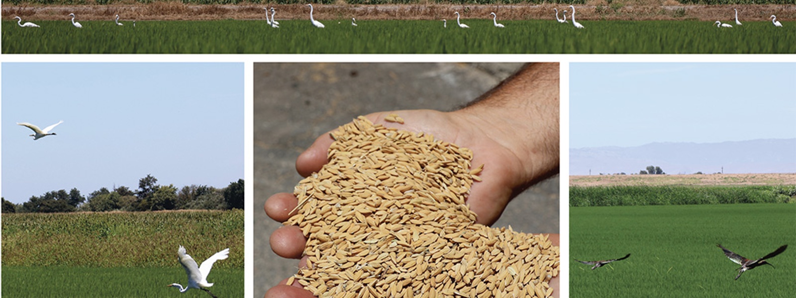 Nonprofit program aims to bring more rice to delta