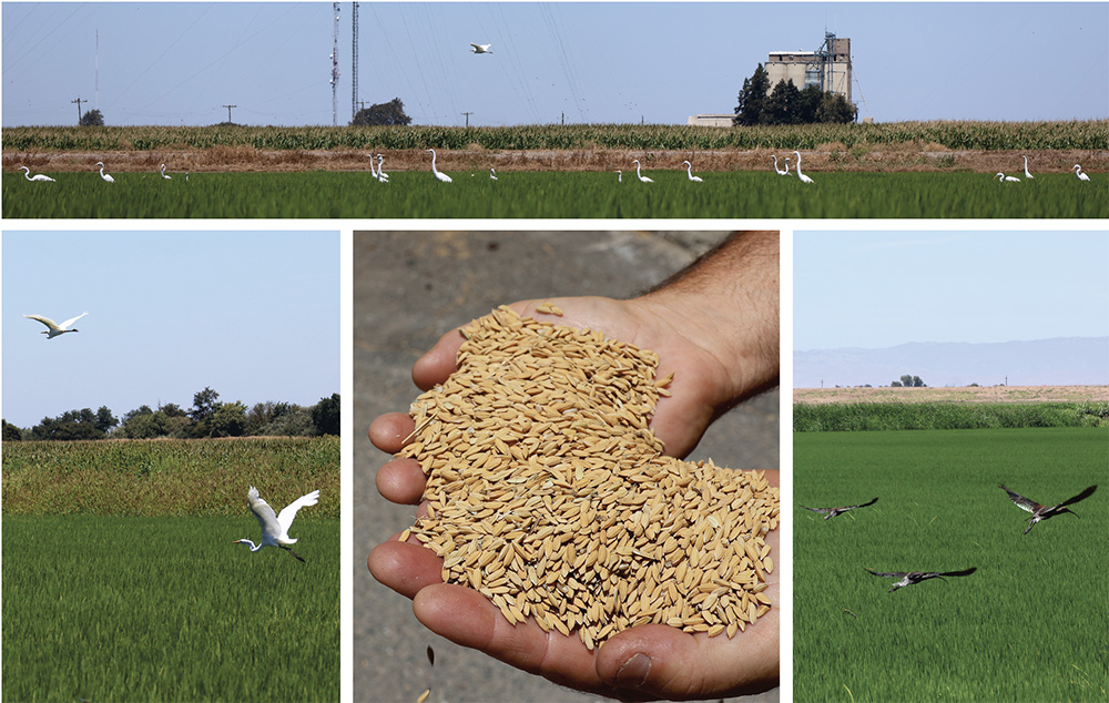 Nonprofit program aims to bring more rice to delta
